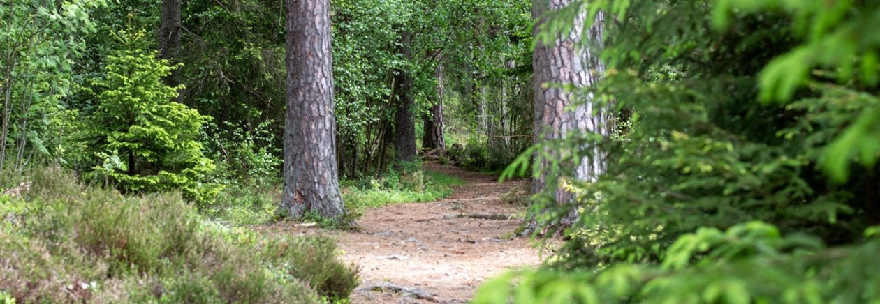 Detaljbilder från skogen