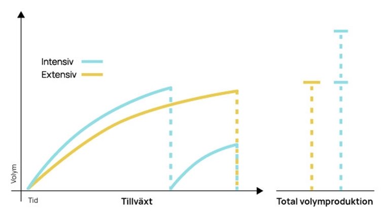 Snabb start och bra föryngringsmetod ger kortare omloppstid.