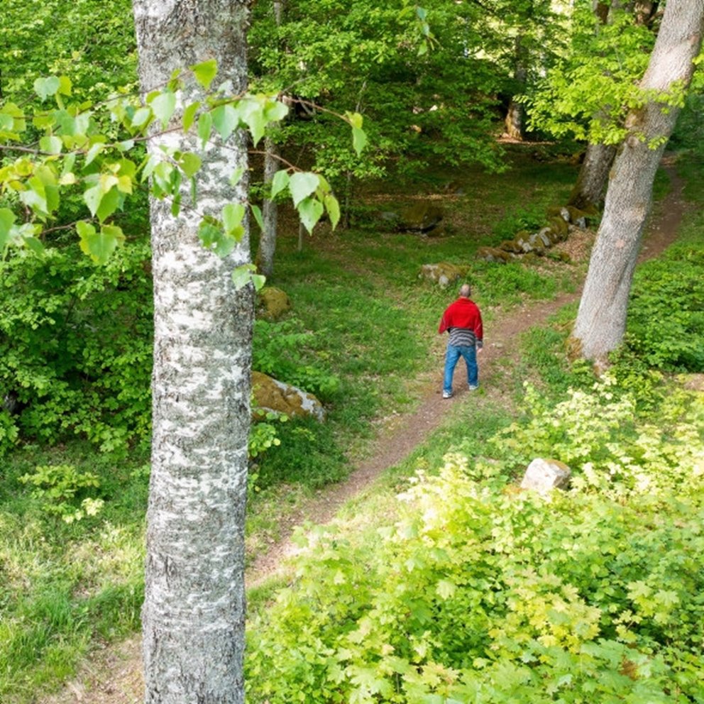 Den hälsosamma skogen Södrakontakt nr 2 2023 - Forskningen visar att naturen är bra för hälsan