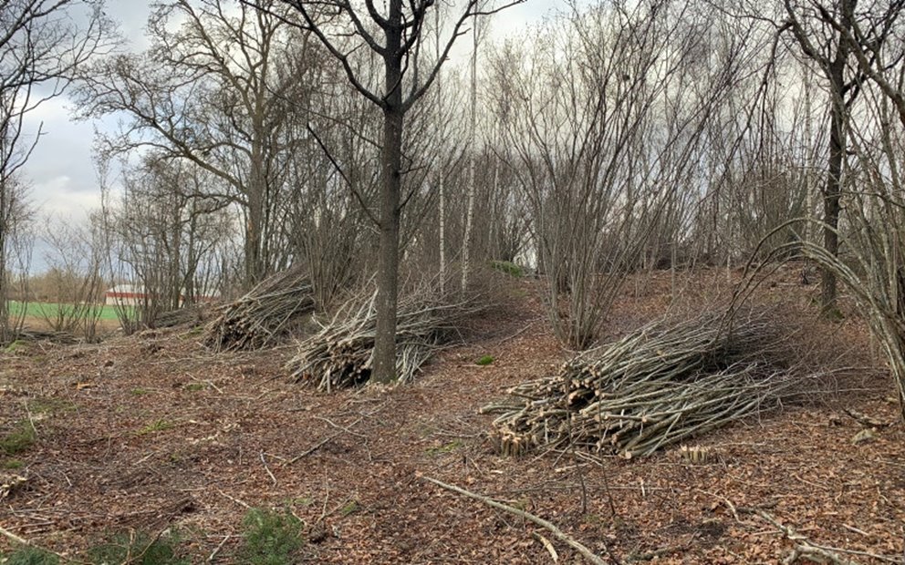 Brynmiljö intill åker där klippmaskin fällt en del sly och någon yngre hassel för att gynna kvarstående buskar och lövträd. Huvuddelen av buskskiktet är kvar, men miljön har nu blivit ljusare.