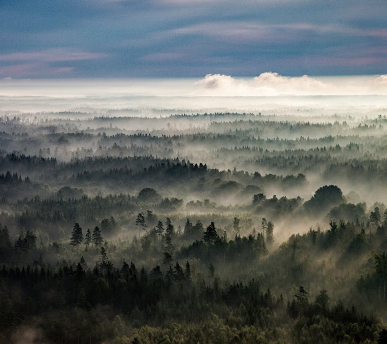 Skog vid Emmaboda i Småland