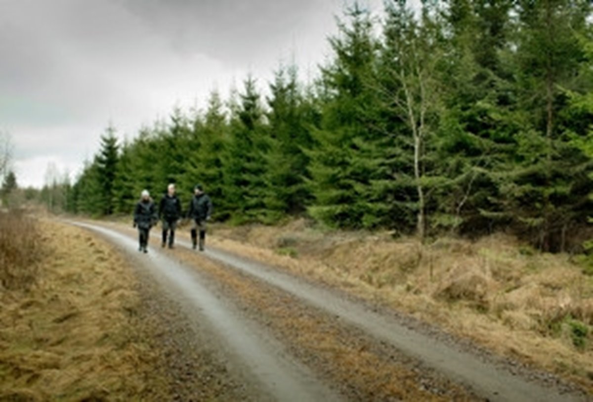 Matilda Wallemyr medlem, Peter Wallemyr medlem Hångsdala Hasslekärr och Peter Karlsson Skogsinspektor. Granbeståndet är 16 år och röjdes för två år sedan. Sedan dess har granarna vuxit 2-3 meter och beståndet har på nytt blivit tätt. Första gallringen beräknas ske om 3-4 år.
