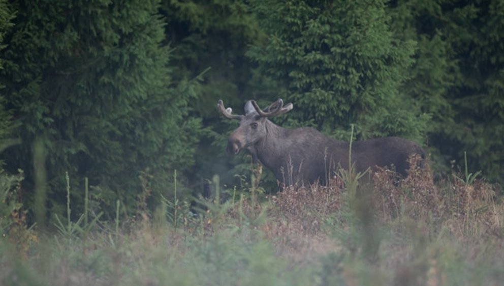 Älg Älgbilder fyra styck från samma serie. Älgbilder fyra styck från samma serie.