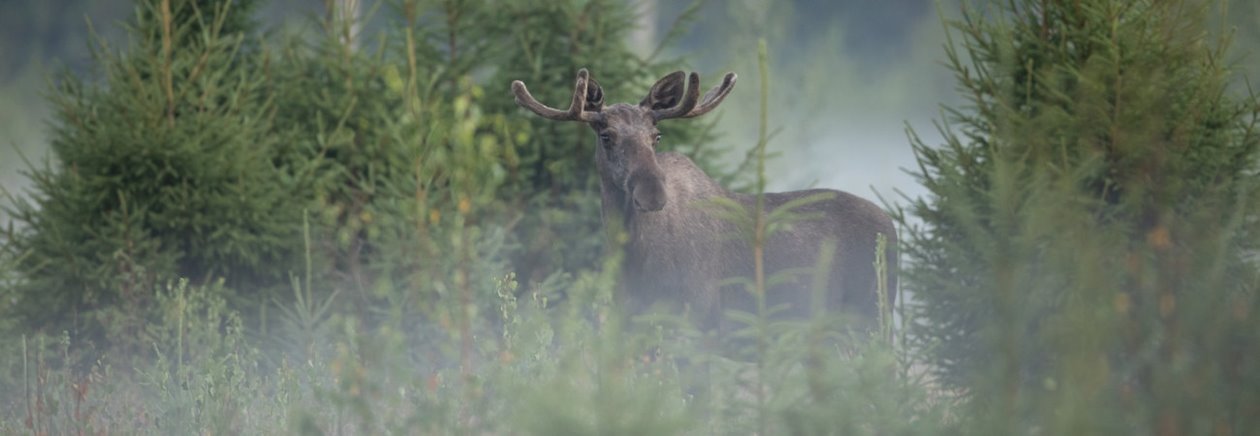 Älg Älgbilder fyra styck från samma serie. Älgbilder fyra styck från samma serie.