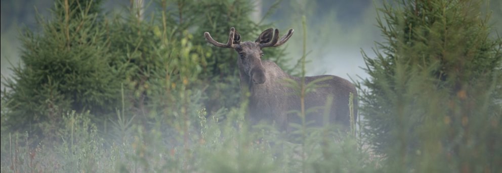 Älg Älgbilder fyra styck från samma serie. Älgbilder fyra styck från samma serie.
