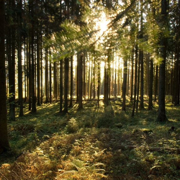 skog