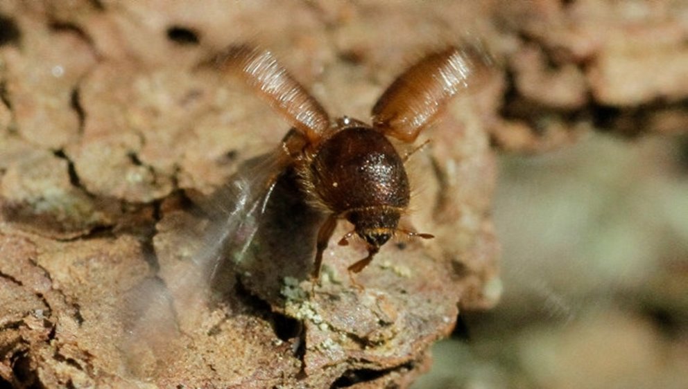 Granbarkborre som börjat flyga iväg och slår med vingarna.
