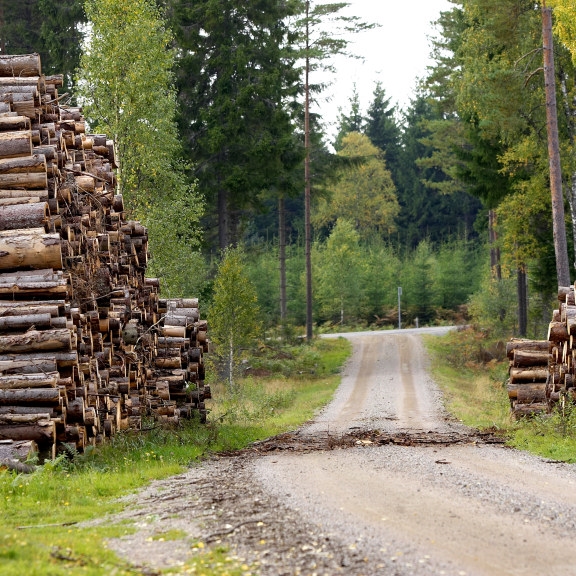 ved i skog