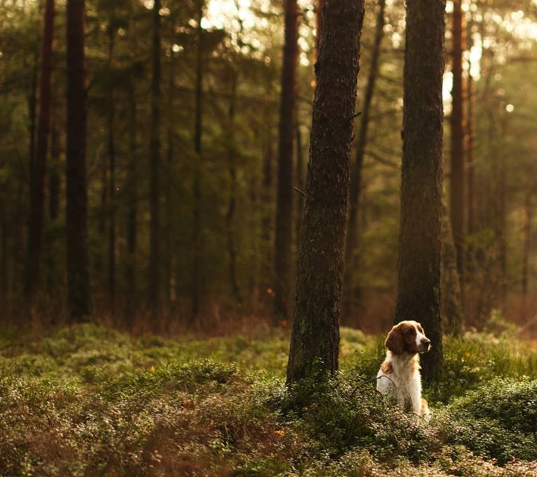 Tänkande hund sittande i skogen