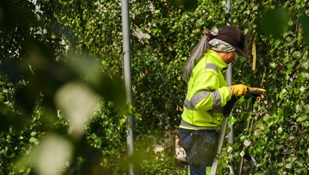 Fotografering plantskolan i Falkenberg