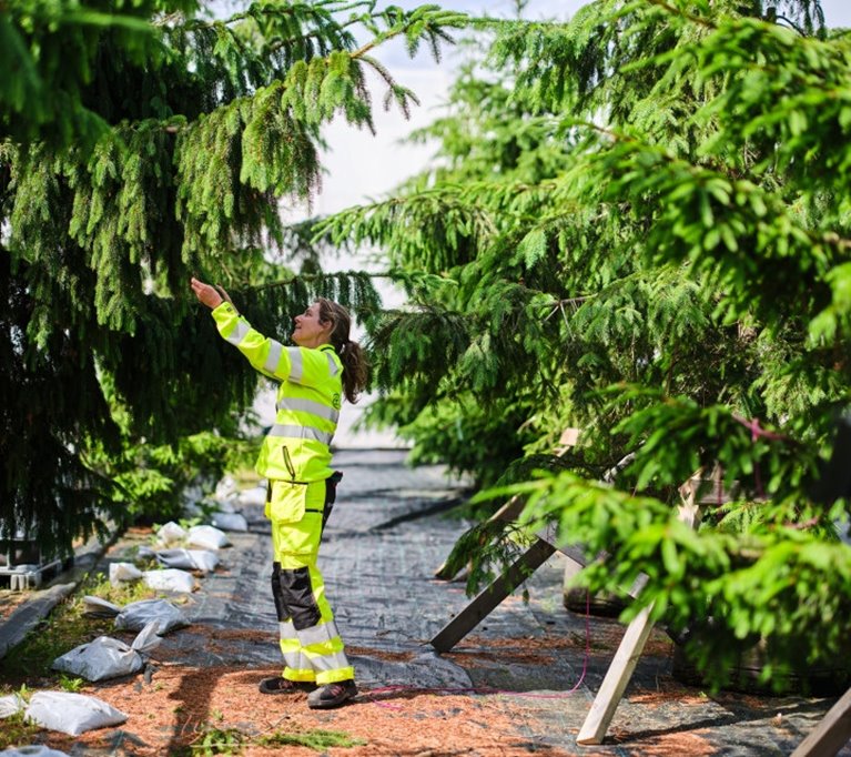 Fotografering plantskolan i Falkenberg