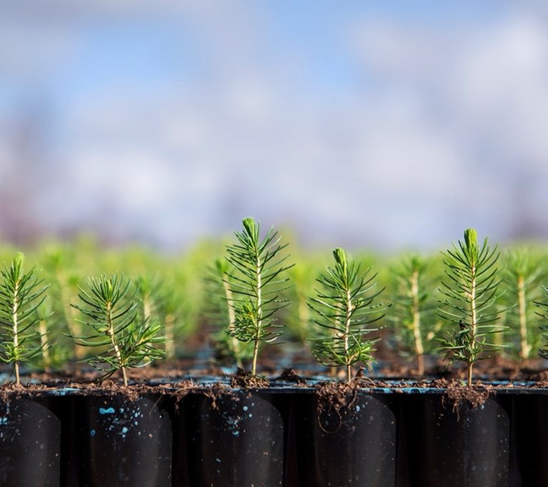 Plantor av gran på Flåboda plantskola