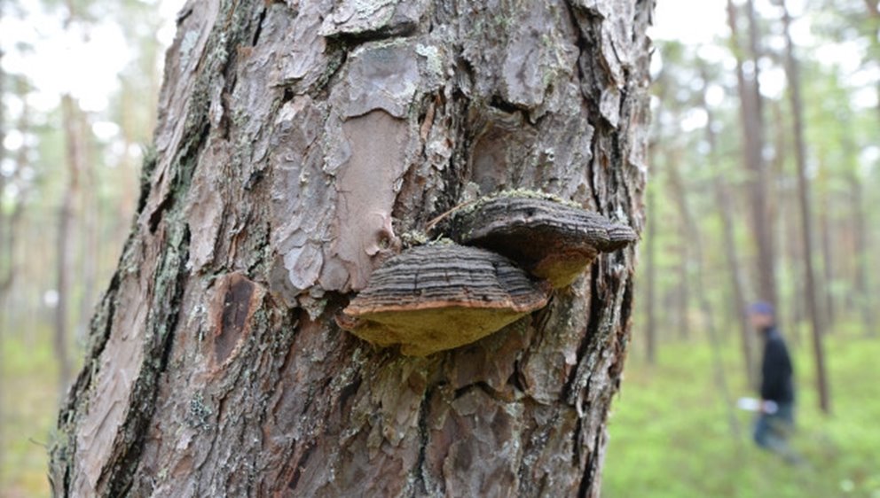 Tallticka.