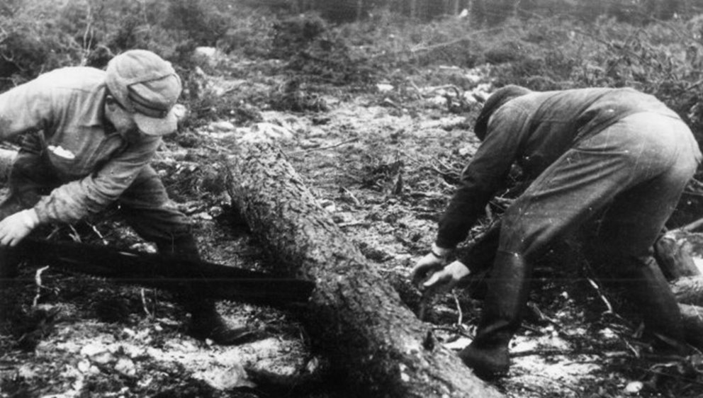 Före motoriseringen. Sibbarps socken, Halland.
Stocksåg användes ofta på avverkningar för 80 år sedan.