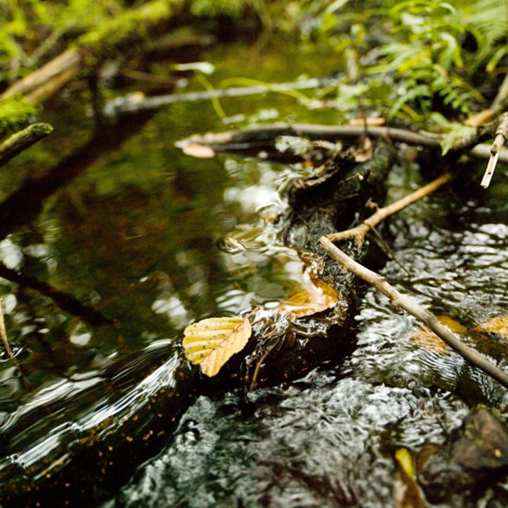 A stream with birch leaves in it