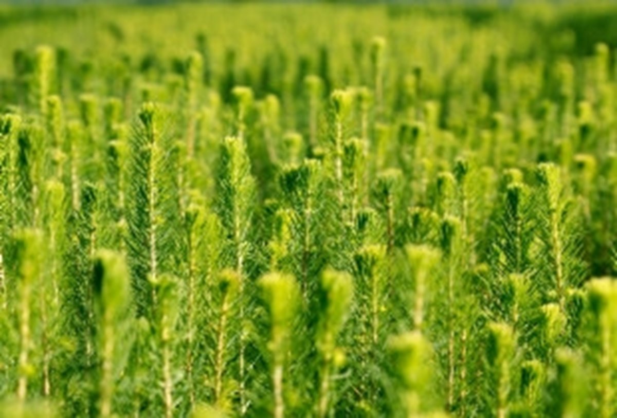 Små gröna Södra plantor