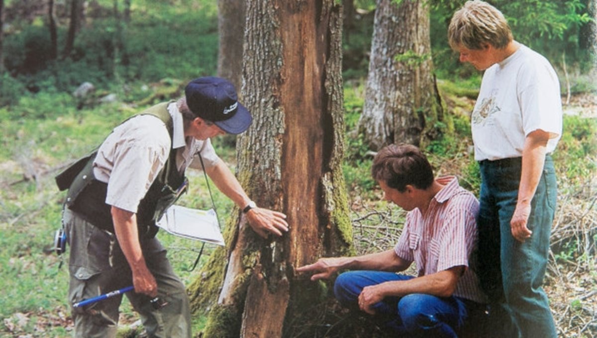 Inventering för Grön skogsbruksplan Fr vänster: inspektor Nils-Göran Nilsson , Gunnar Nicklasson och Ulla Nicklasson i Ubbhult i år 1996.