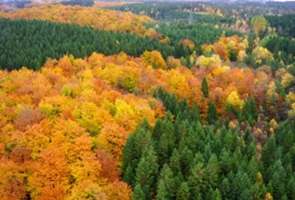 Sodra Eesti