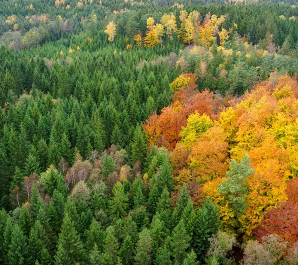 Skog på hösten