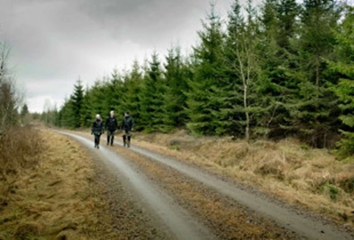 Två personer gående på skogsbilväg 