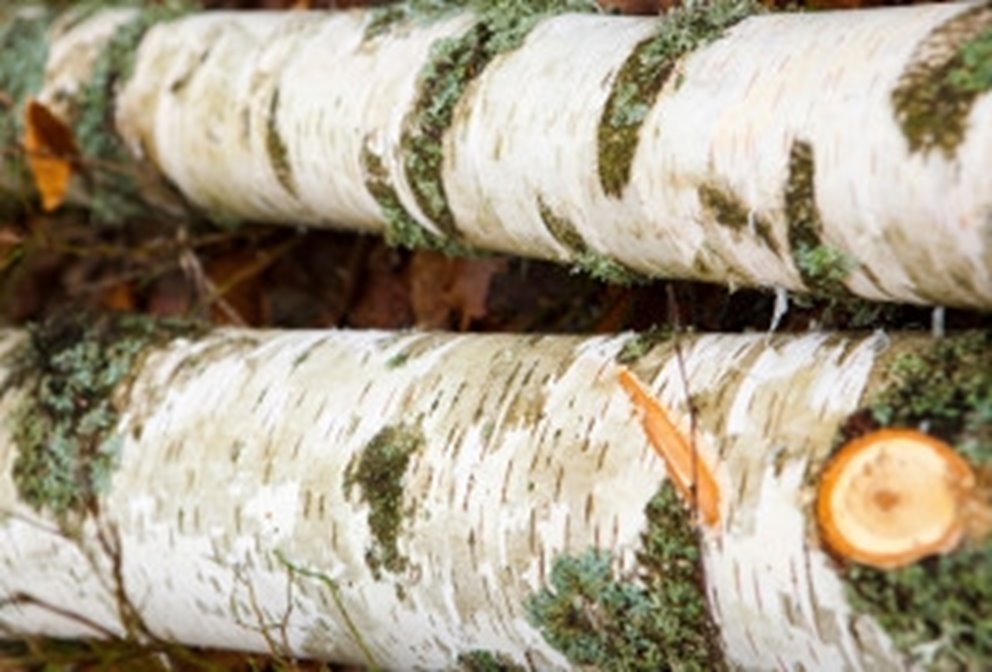 Avverkat virke av björk i skogen.