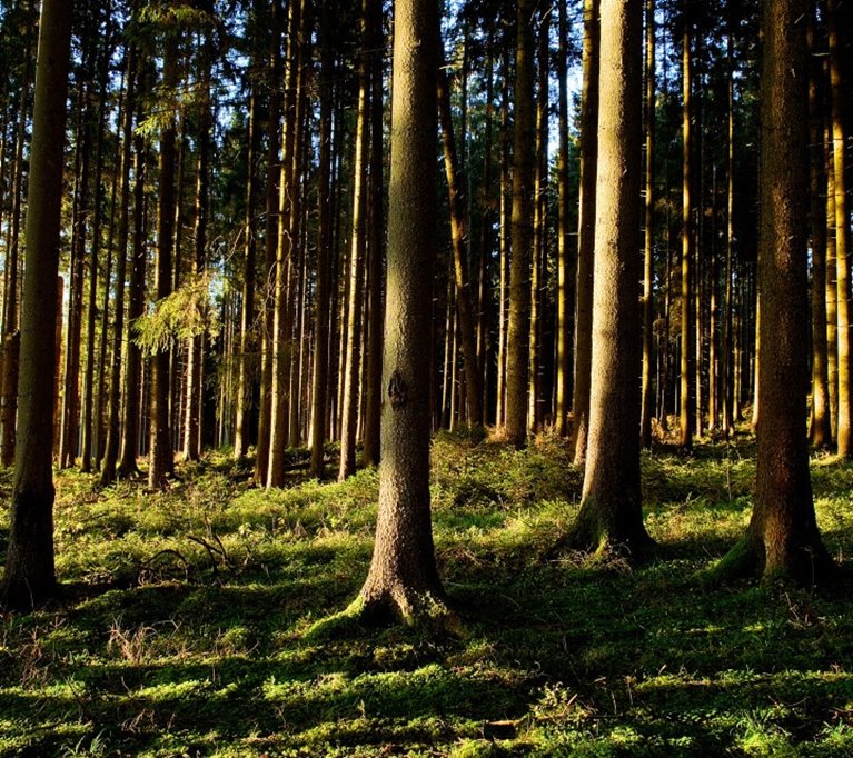 Glänta. Sol. Träd. Sommar. Solig glänta. Skog.