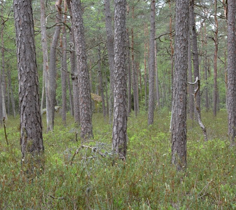 Mark med höga naturvärden. Tallmosse.
