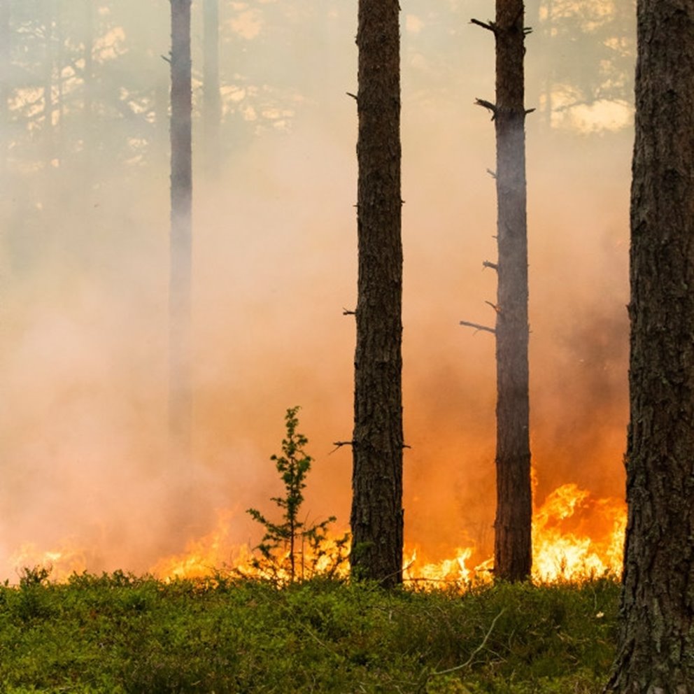 Naturvårdsbränning av skog i Klenemåla