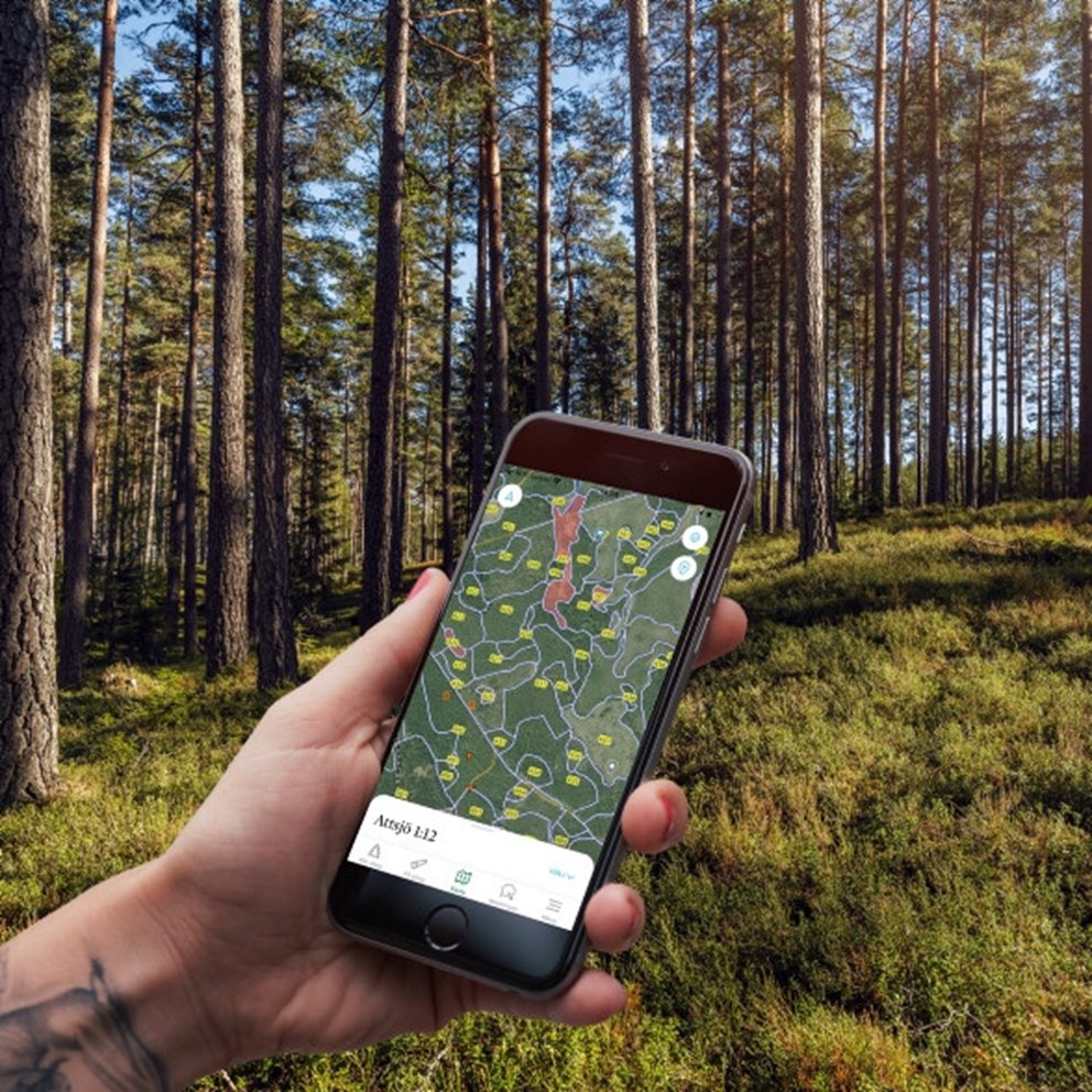 Collagebild Appen Min skogsgård Tallskog med blåbärsris
