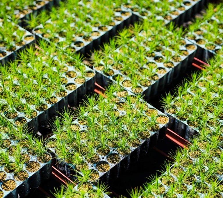 Fotografering plantskolan i Falkenberg