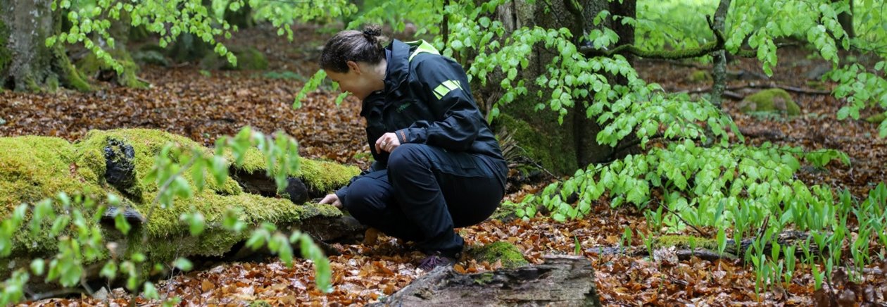 Skogsägare och specialist i bokskog