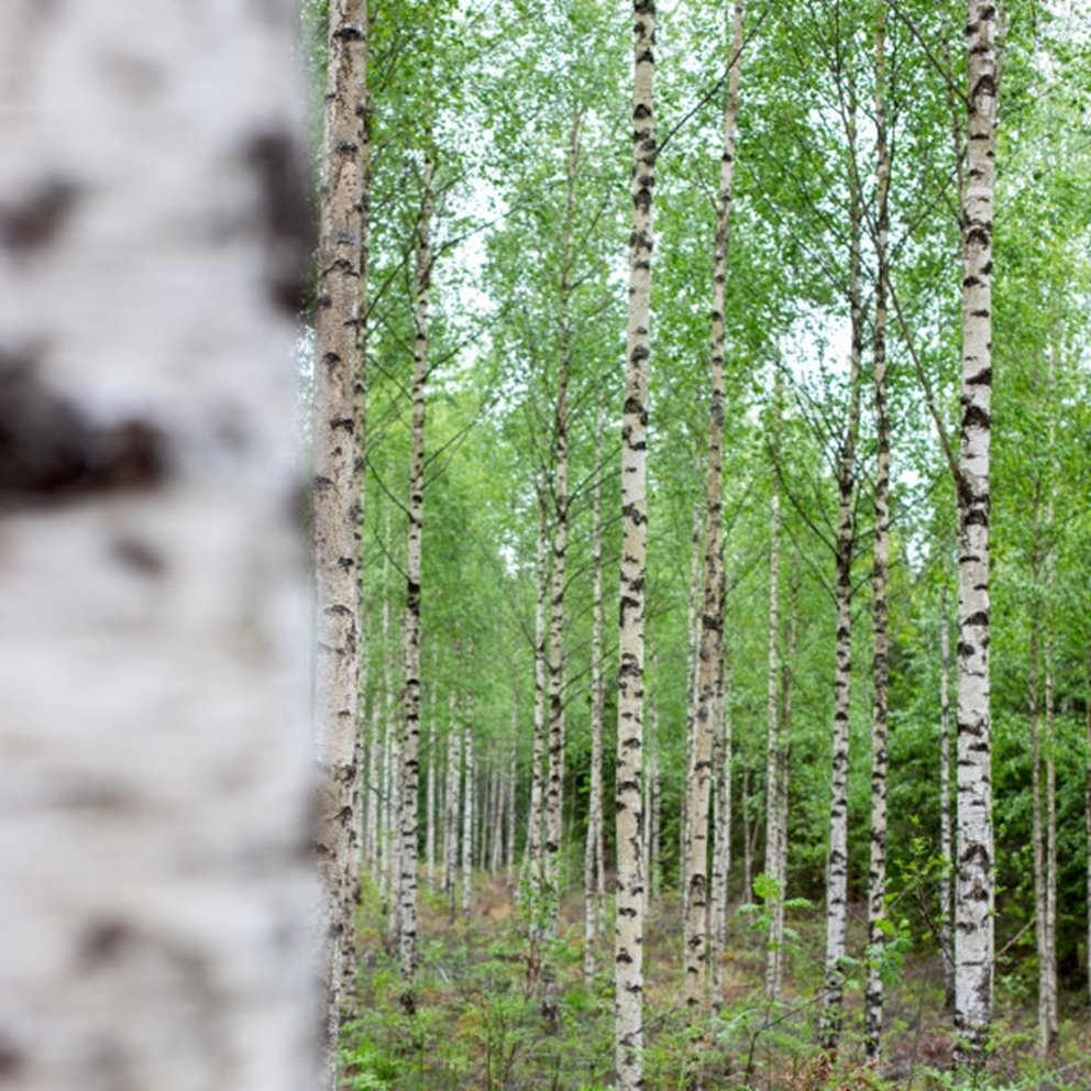 Detaljbilder från skogen