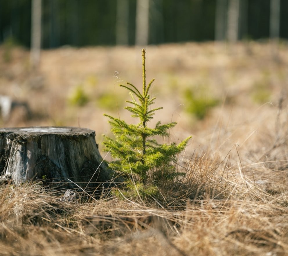 planting