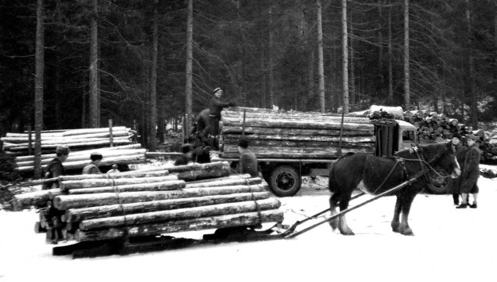 Häst i skogen