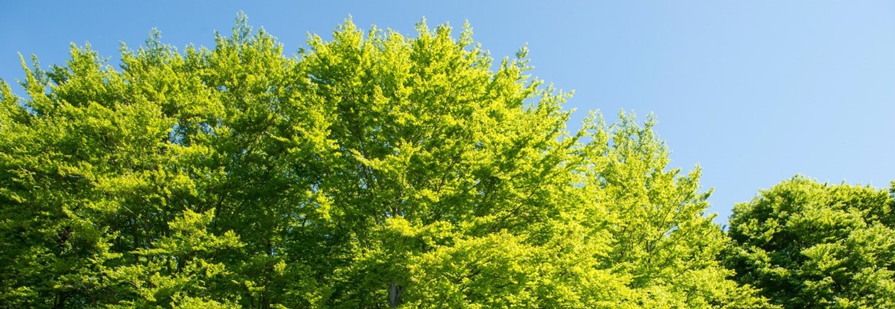 Tätortsnära skog i Arkelstorp