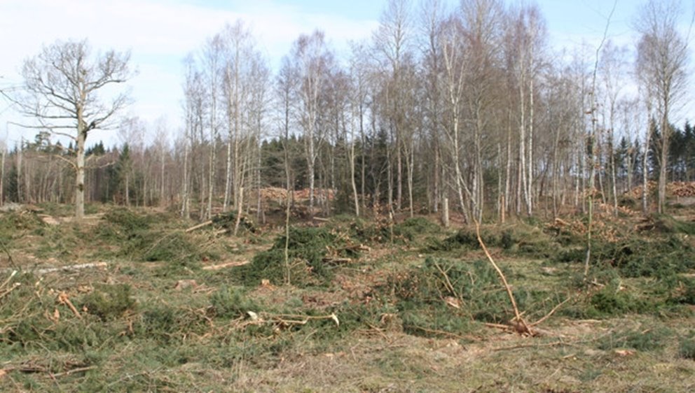 Forest under logging with trees on the ground, tall trees and deciduous trees in the background