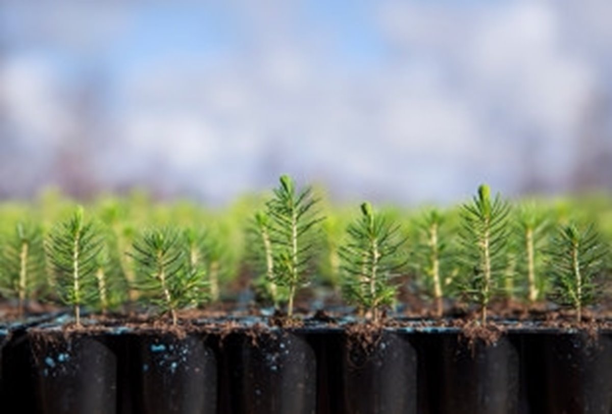 Plantor av gran på Flåboda plantskola