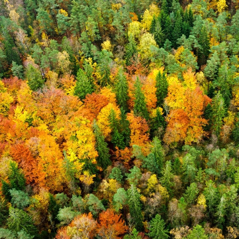 Skog på hösten