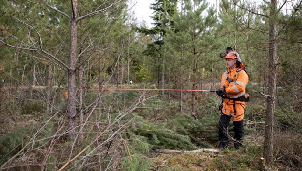 Röjning av skog av Södra-medlemmen Karl-Eric Johansson. Kontroll av stamantal med röjspö i slutröjning av tall