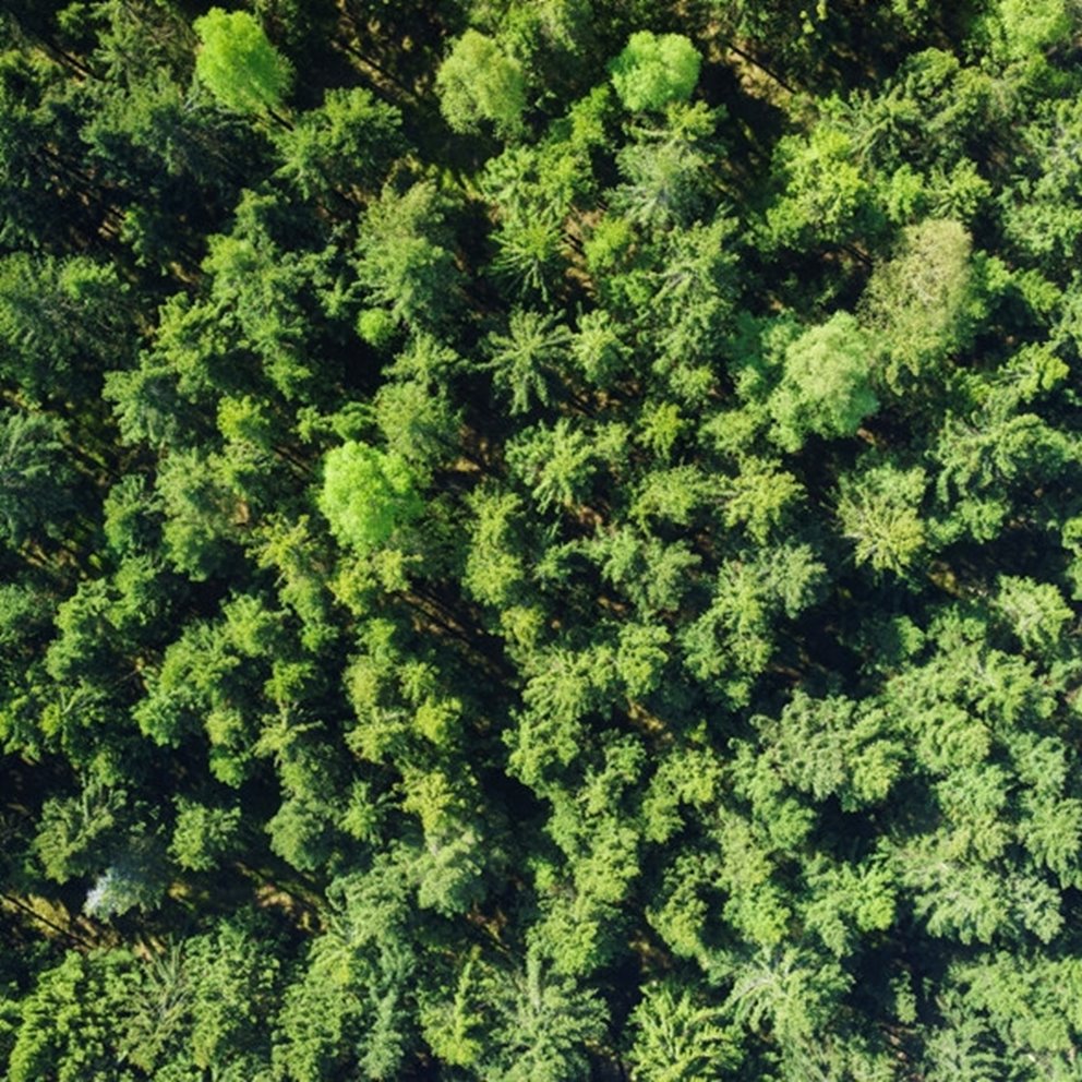 Skog ovanifrån som drönarbild