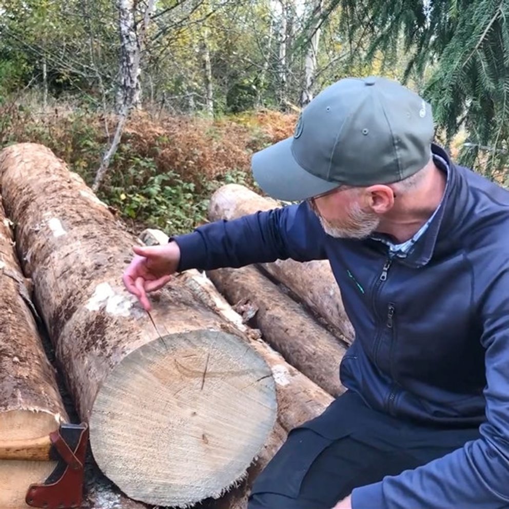 En man sitter på timmer för att visa granbarkborre-angrepp