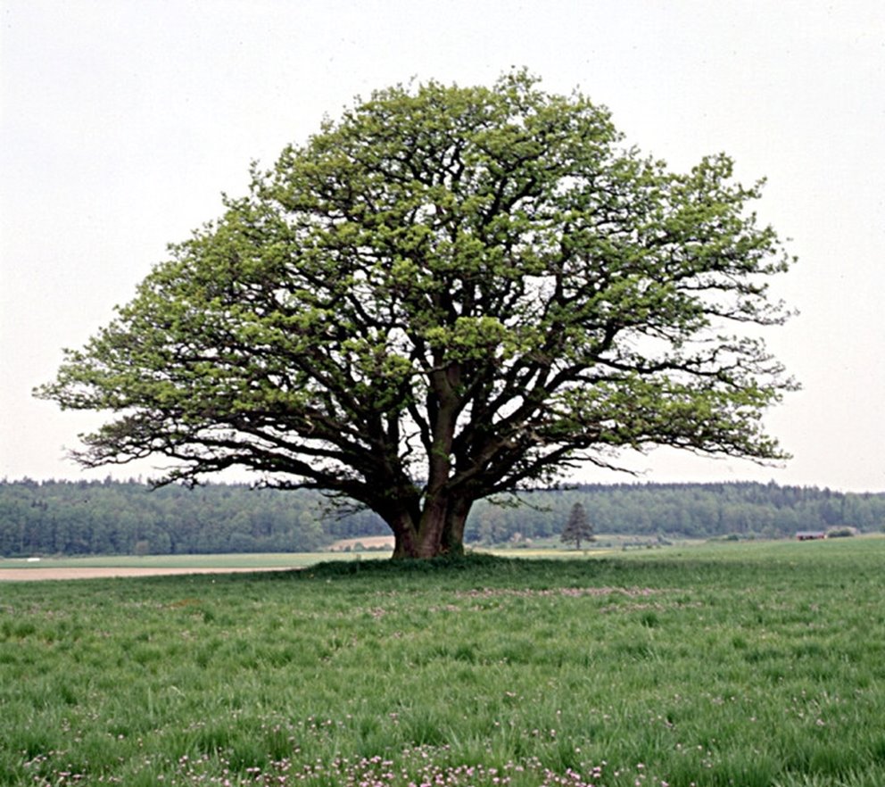 Sparbankseken