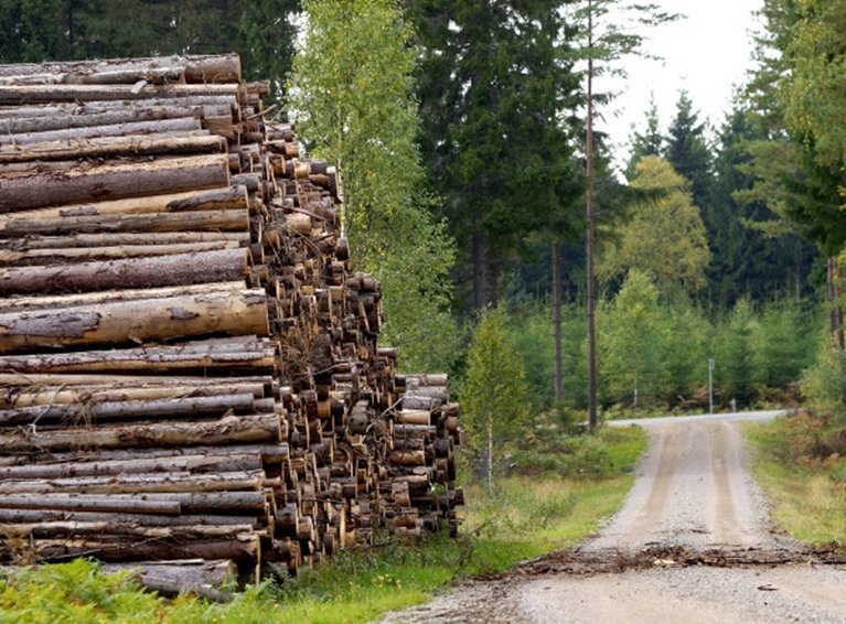 Massavedstravar utmed grusväg.