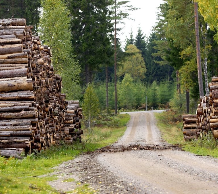 Massaved i skog bredvid grusväg
