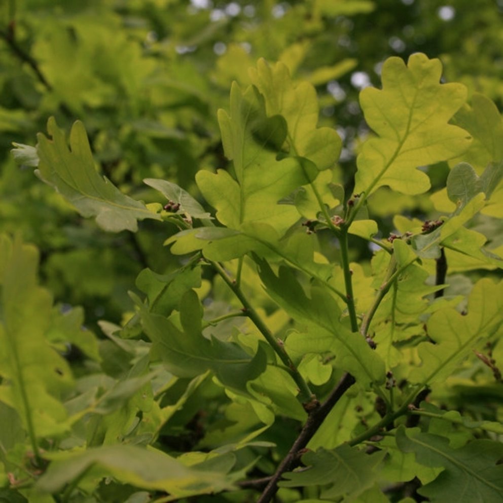 Naturvårdshänsyn. Ekskog. Växjö 2007.