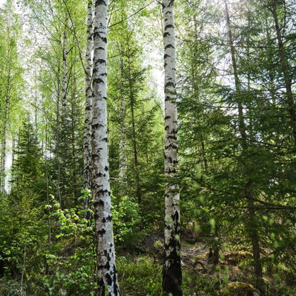 Bestånd med björkar