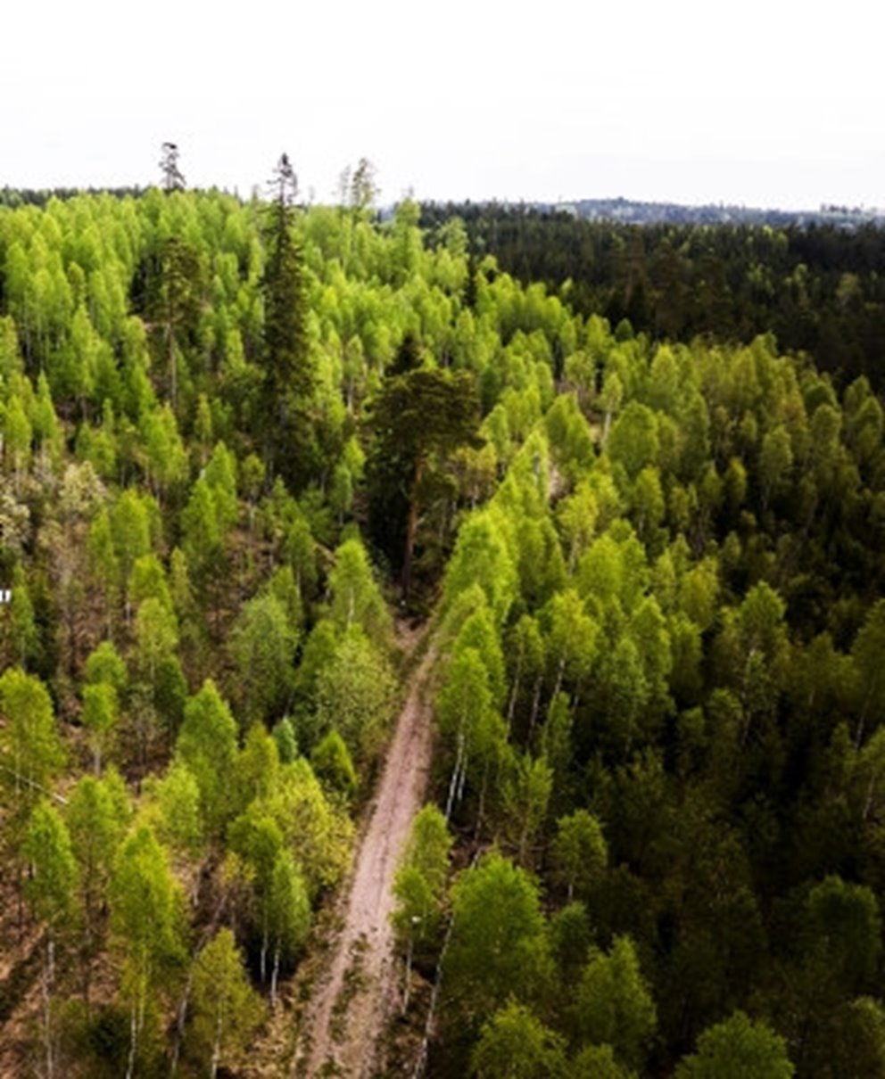Generiska bilder med skog för generell Södra profilering