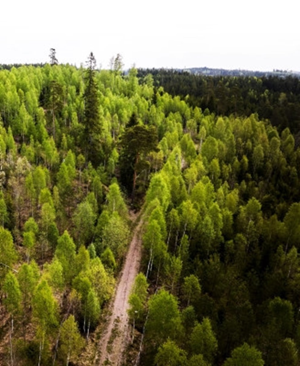 Generiska bilder med skog för generell Södra profilering