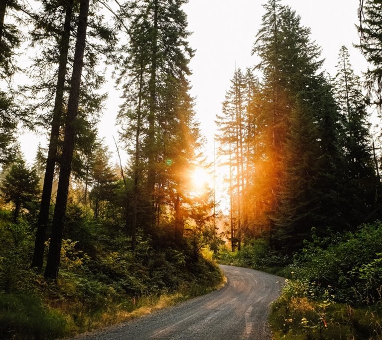 Skog med solen mellan grenarna