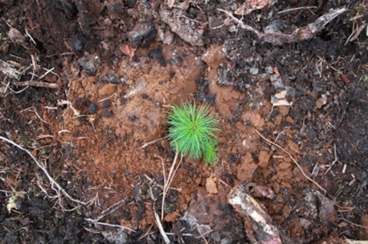 BraSatt-planterad tallplanta